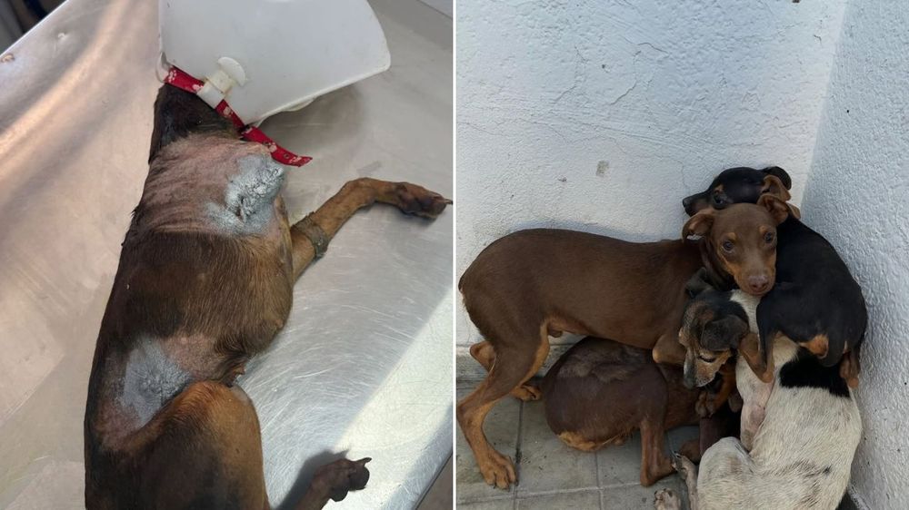 Se le realizaron dos amputaciones a perritas que estaban en muy mal estado. 