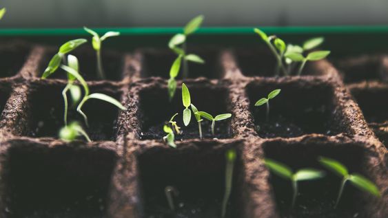 17 semillas que conviene sembrar desde ahora asi estan listas para plantar en marzo, segun los jardineros