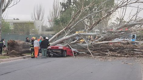 Una mujer murió aplastada por un árbol que cayó sobre su auto durante el temporal de fuertes vientos en Maipú el viernes 26 de setiembre