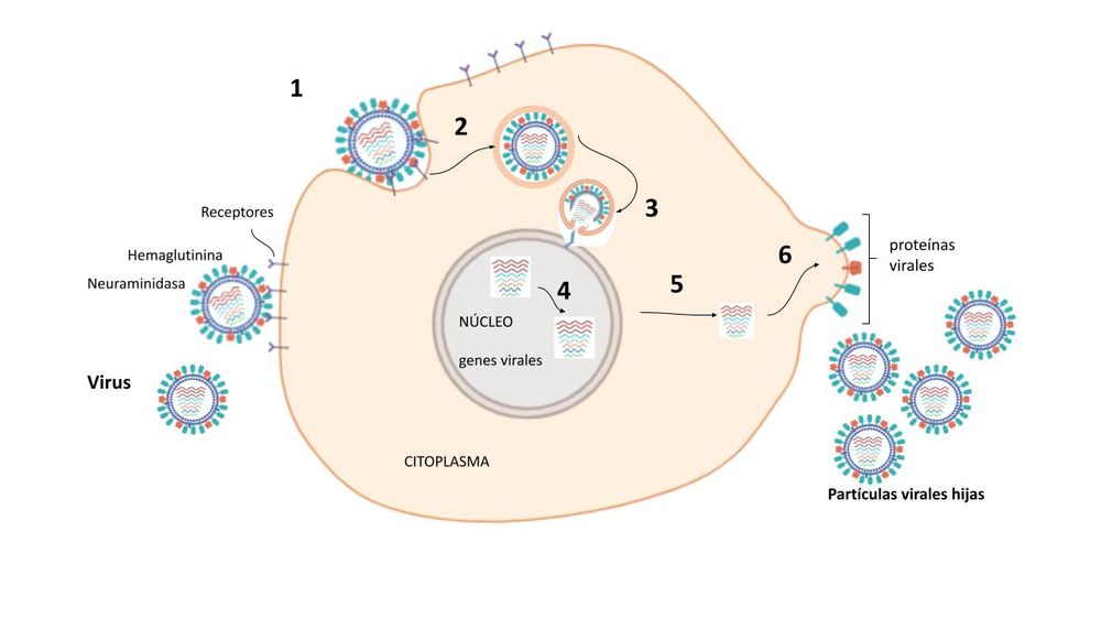 Pasos que cumple la infección de la célula respiratoria con virus de la gripe H1N1. 1) el virus se “pega” a la célula con ayuda de los receptores en un mecanismo llave- cerradura que ocurre entre la hemaglutinina y el receptor celular; 2) la partícula viral encuentra el núcleo celular; 3) los genes del virus entran al núcleo; 4) en el núcleo se fabrican muchas copias de los genes del virus; 5) los genes viajan al citoplasma donde usan la maquinaria de producción de proteínas que se organizan en parches en la membrana celular; 6) se empaquetan las partículas virales hijas (L. Homann, 2025).