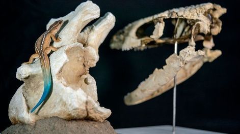 El abuelo de las lagartijas: hallan en la Patagonia un fósil que revela un linaje fantasma de millones de años.&nbsp;