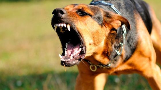 Por sacar perro peligroso sin bozal en Mendoza, 15 días de cárcel y secuestro del animal