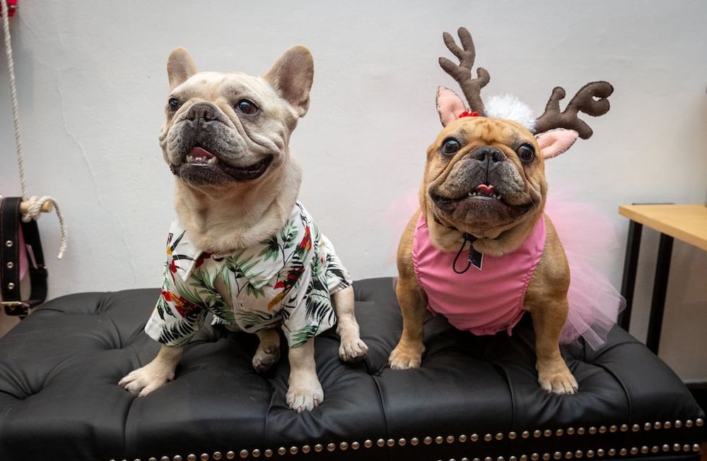Una canchera camisa hawaiana o un disfraz de reno para pasar las Fiestas, opciones de la boutique para mascotas Russo & Co. | Foto: Ignacio Blanco / Los Andes