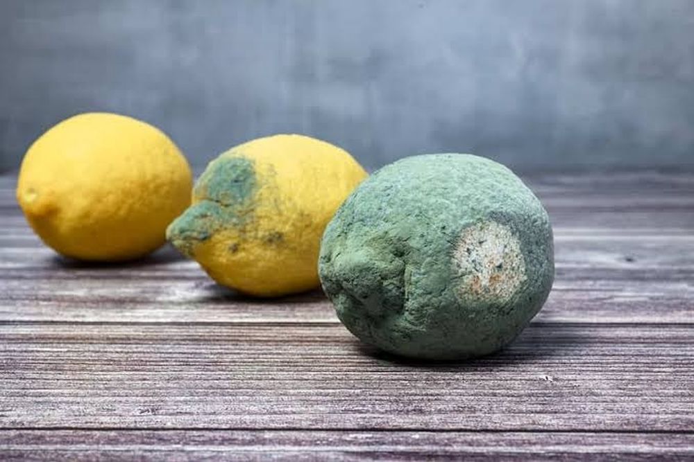 Si tenés un limón con moho en tu hogar no lo tires, es un tesoro es clave para deshacerte de las plagas