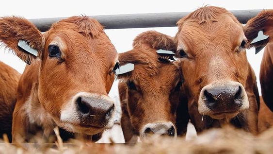El sistema consiste en un mecanismo de medición que permite analizar, mediante la apreciación visual de los animales, los niveles corporales de grasa y músculo de los bovinos.