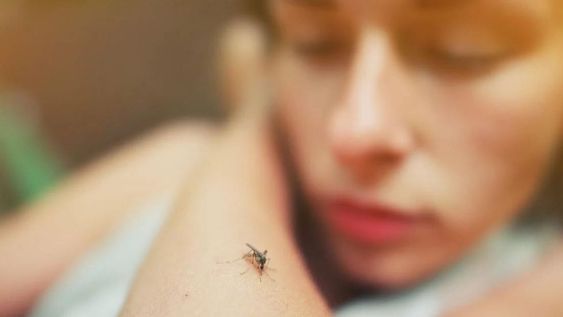 Con la llegada de la primavera comenzará a circular más el mosquito aedes aegypti, vector del virus que provoca el dengue y que el verano pasado tuvo en jaque al país y la región