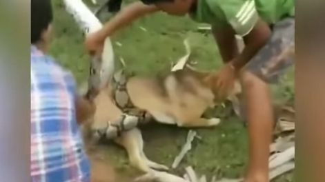 Desesperante video: nenes se lanzan contra una enorme serpiente para salvar a su perro