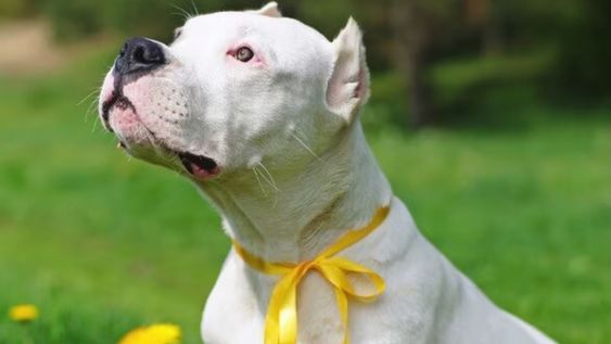 Quien lleva al perro debe seguir controlándolo y evitar que se acerque a otras personas o animales si existe algún riesgo.