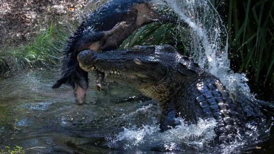 Un cerdo es devorado por un hambriento cocodrilo en el patio trasero de una casa en Australia. Fotos: mediadrumimages / AdamBritton / @ adambrittoncroc