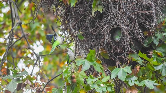 Uno de los métodos para disminuir la presencia de estas aves es la quita de sus nidos en época invernal, cuando no hay pichones y no están en época reproductiva. | Foto: Mariana Villa / Los Andes
