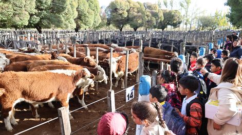 La primera mañana de la Fiesta Nacional de la Ganadería convocó a más de 2.000 alumnos.