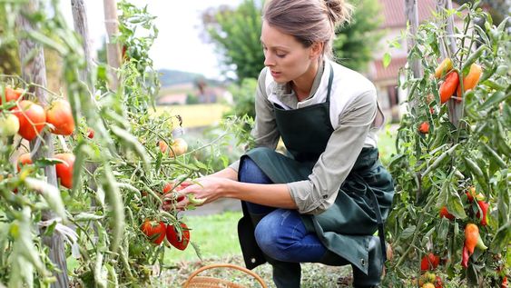 Cuando los plantines de tomates tengan unos 10 cm de altura y ya no haya riesgo de heladas, trasplantalos a la tierra de la huerta, a una distancia de 30 o 40 centímetros entre cada planta.