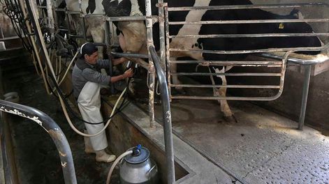 Por el bajo precio pagado al productor, muchos tambos están cerrando en todo el país y los que se mantienen trabajan a pérdida. Foto: Orlando Pelichotti / Los Andes