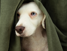 Aplicá estos 5 trucos para calmar a tu perro en esta época de fiestas.