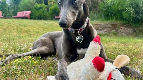 kiki, la galga que no quiso perseguir el senuelo en las carreras y prefiere dormir en el sillon junto a su familia