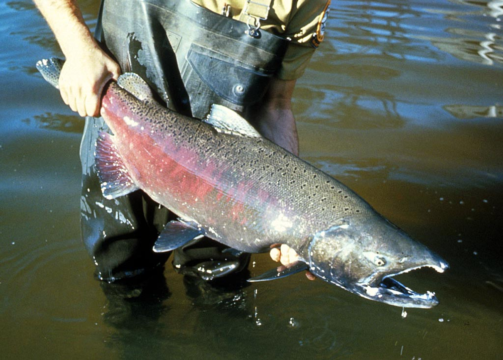 salmón