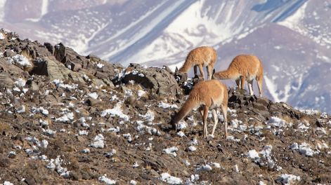Aunque los dos inviernos previos fueron relativamente buenos en nieve, ahora la situación volvió a ser difícil. | Foto: archivo