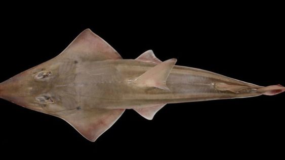Científicos descubrieron una especie nueva de rayas en un acuario que las exhibe desde hace 20 años pensando que se trataba de peces guitarra gigantes.
