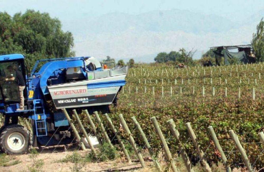 Cosecha de uva en Mendoza.&nbsp;
