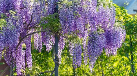 Los Andes | Ya debemos comenzar con el guiado de las ramas de glicinas, a medida que estas broten, ya que los vientos fuertes que habrá hasta mediados de octubre podrían desprenderlas de donde están apoyadas.