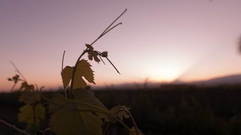 Las bodegas y el turismo son dos sectores que durante la pandemia han tenido crecimiento en la región.