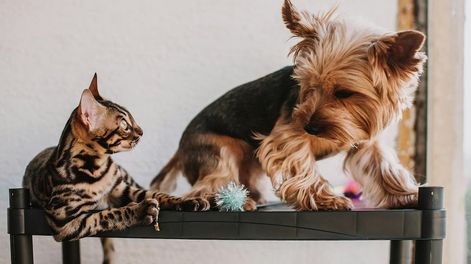 Los Andes | Cuál es más inteligente, ¿el gato o el perro?