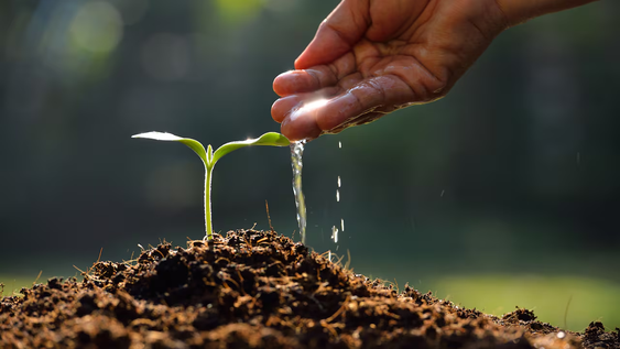 Yerba mate usada: fertilizante natural para jardín, jardinería y plantas.