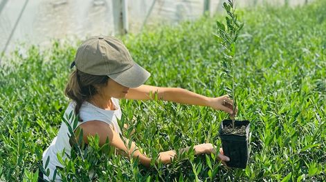 Los Andes | Vivero Productora SA cuenta con 32 años de experiencia en la producción de plantas de olivos y en el desarrollo de sistemas de cultivo para cosecha mecanizada.