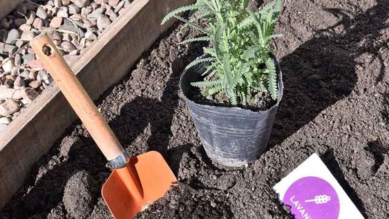 Huertas urbanas en Godoy Cruz, el ahorro que generan y sus beneficios en la alimentación