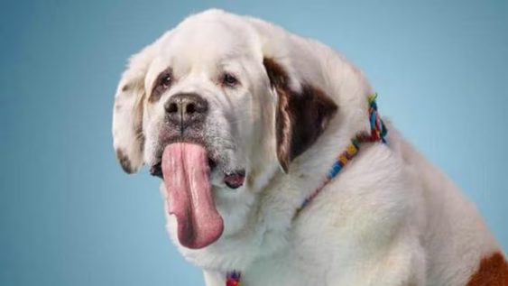 Cuáles son las 3 razas de perros con la lengua más larga del mundo