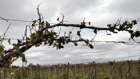 Los Andes | La primera helada tardía de la temporada llegó a los -4°C en algunas localidades, pero se deberá esperar a los próximos días para evaluar el grado de afectación. Imagen ilustrativa