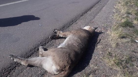 El el segundo puma atropellado que se encuentra a la vera de las rutas del Valle de Uco en lo que va del año, aunque nunca se habían avistado en la ruta 40. Foto: Gentileza S.O.S Acción Salvaje.