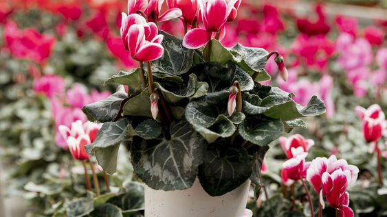 los jardineros coinciden: esta planta resiste el frio, requiere poca agua y florece incluso en invierno