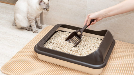 Aunque parezca mentira: cómo reciclar la arena para gatos desde la comodidad de tu casa