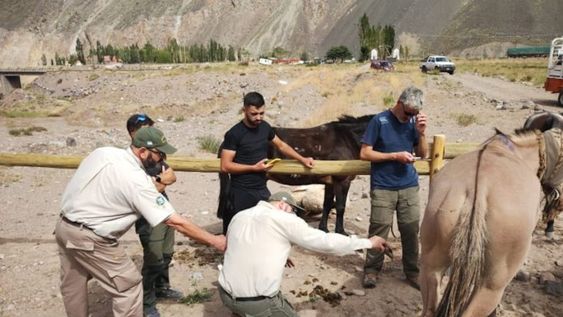 Uno de las mulas lesionadas encontrada en el operativo de maltrato animal realizado en Parque Aconcagua. | Foto: Gobierno de Mendoza.