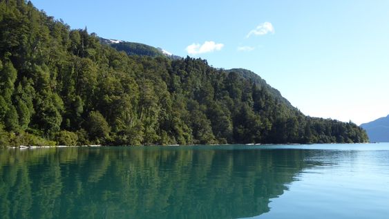 Paisaje. Bosque de alerces reflejado en el lago Menéndez, Parque Nacional Los Alerces.&nbsp;