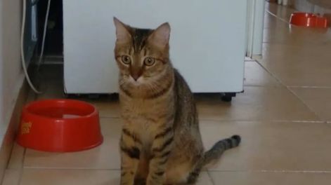 Rumi se convirtió en el guardián inesperado de la seguridad del hogar y protegiendo a su dueña de convertirse en víctima de un robo. Foto: Gentileza SL24