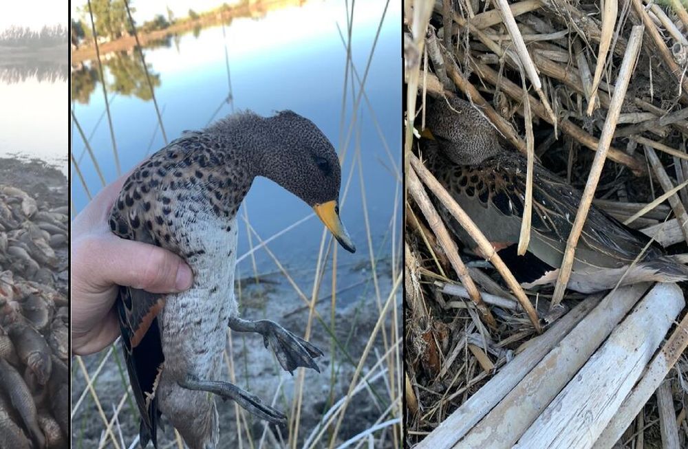 Los animales en Laguna El Viborón se están muriendo. /Gentileza de Fundación Cullunche