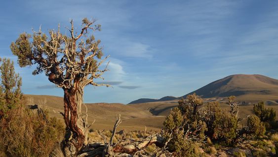 Otro ejemplar de keñua o queñoa, árbol pequeño de la Cordillera Andina en el Altiplano de Perú, Chile, Bolivia y Argentina. Foto: doctor Ricardo Villalba.
