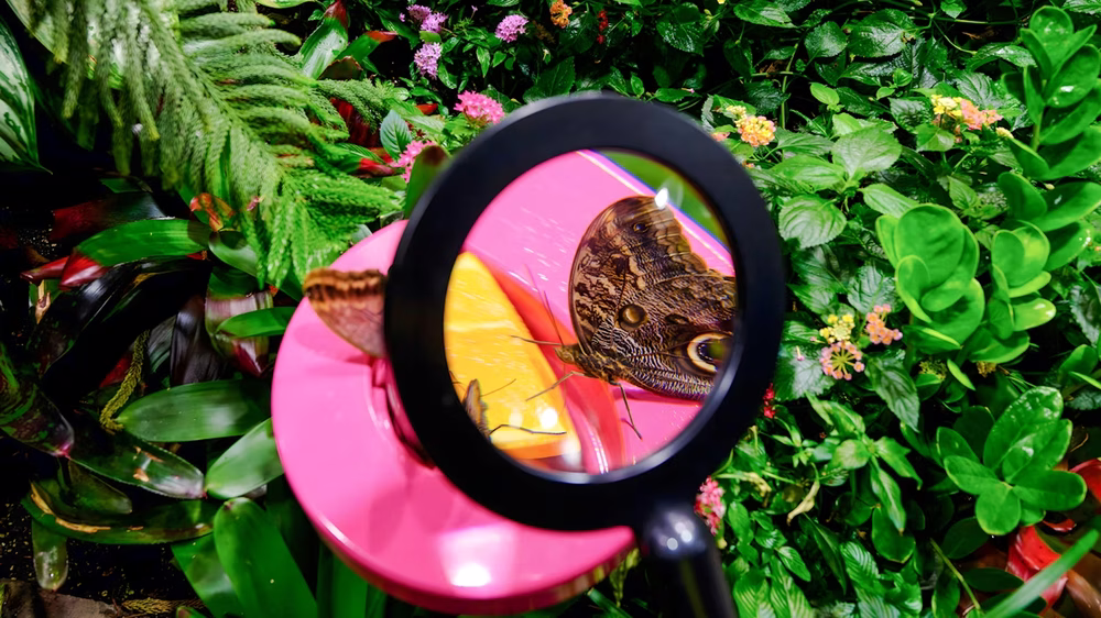 Davis Family Butterfly Vivarium