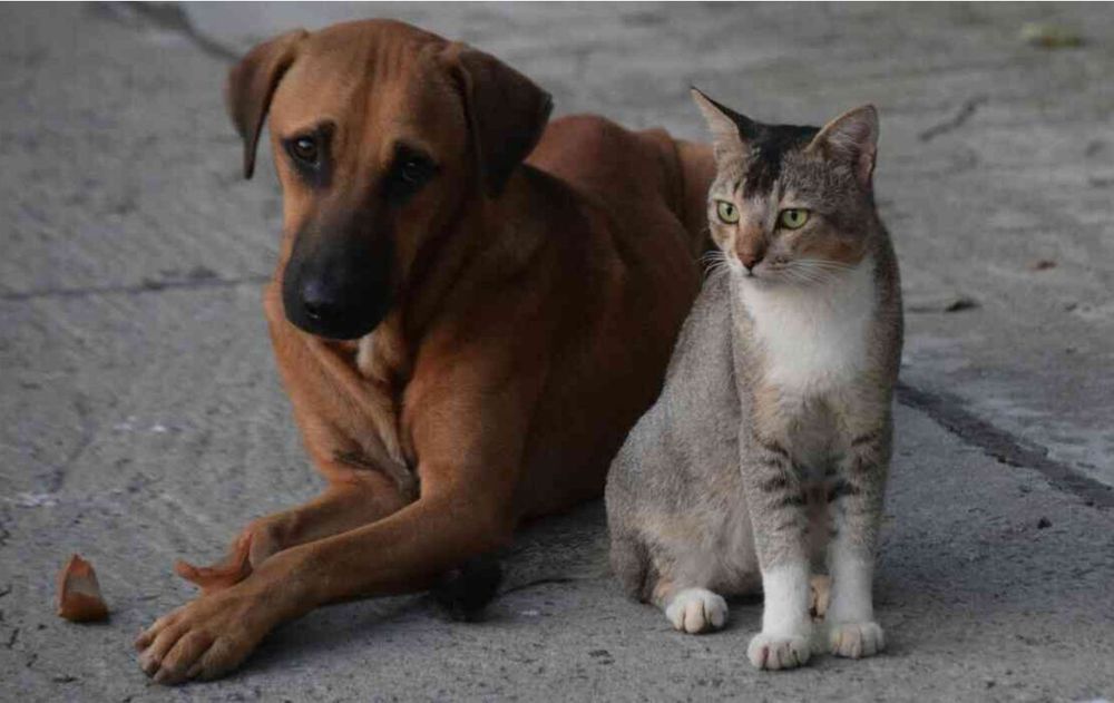 Los hábitos repetitivos de los perros están lejos de representar un problema.