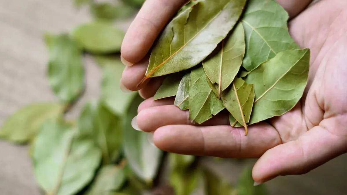 Si tenés hojas de laurel en tu casa no las tires, son un tesoro: son ideales para ahuyentar insectos