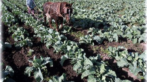 El hambre y la seguridad alimentaria - Por Ana Yannelli de Araniti