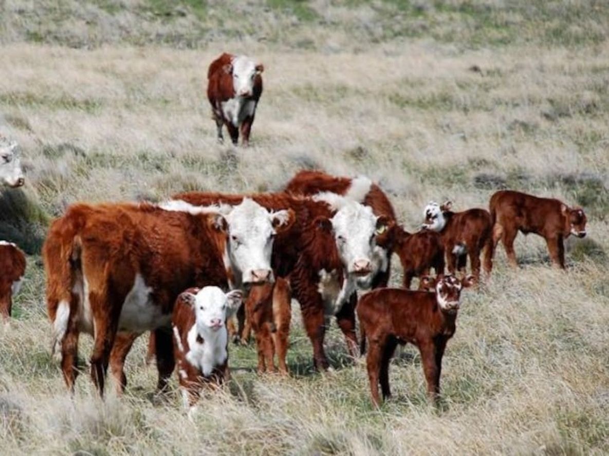 Proyectan un frigorífico en Alvear para exportar a China