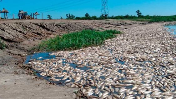 Las fotos publicadas en las redes muestran a miles de peces flotando sin vida en las aguas de las localidades santafecinas de Esperanza, Recreo y Santo Tomé,