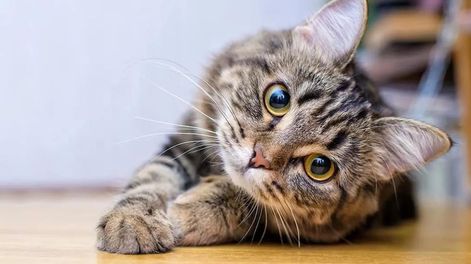 20 de febrero Día Internacional del Gato.