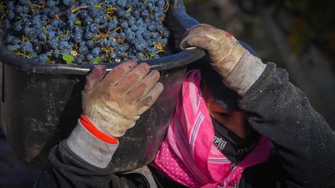 El año pasado el tacho de uva costaba $400, para el 2024 aún no se define el valor de la ficha