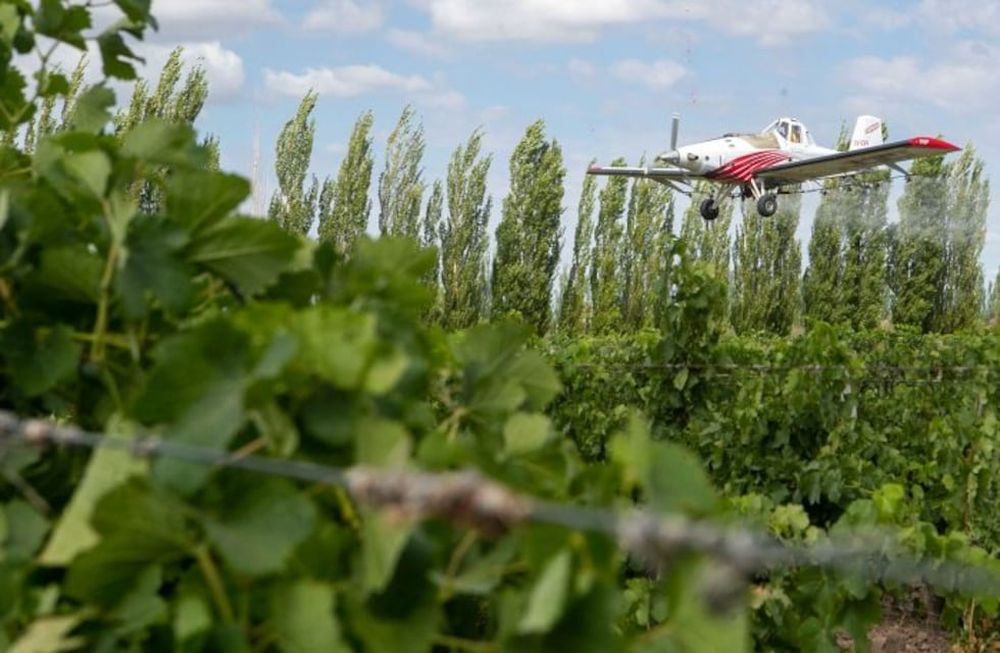 El operativo de control de la Lobesia botrana contemplará aeroaplicaciones para trabajar sobre grandes áreas y en particular donde hay fincas abandonadas.