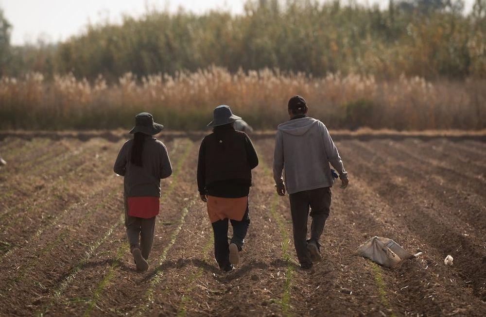 Precariedad laboral en el campo mendocino, la cara oculta del agro local. Foto: Ignacio Blanco / Los Andes
