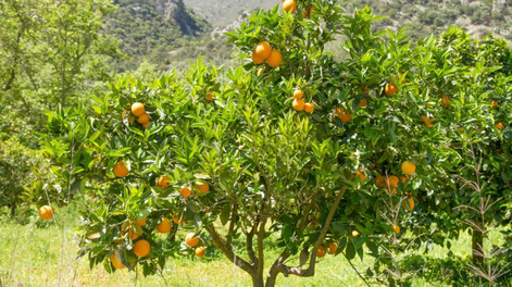 Árbol de Naranjas